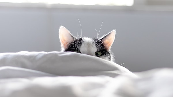 Cats can experience sudden bursts of energy during the night.