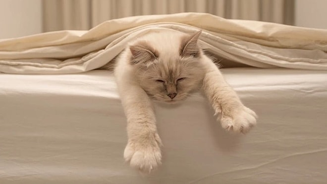 Why Do Cats Not Sleep Completely?