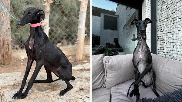 1. O zaman açılışımızı geçirdiği değişimle herkesi kendine hayran bırakan bu patili dostumuzla yapalım!