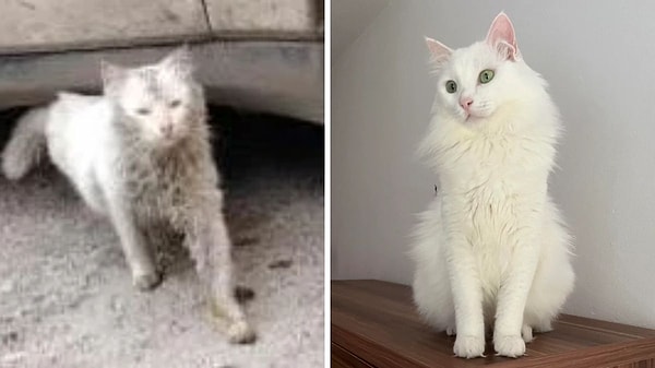 2. Resmen tüylerinin rengi ortaya çıkmış! Sevginin iyileştirici gücü diyebilir miyiz?