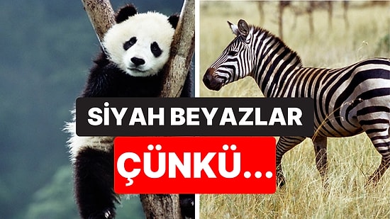 Sebebi Varmış! Zebralar, Pandalar ve Penguenler Neden Siyah Beyaz?
