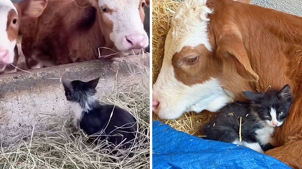 These heart-melting visuals on Instagram garnered thousands of likes!