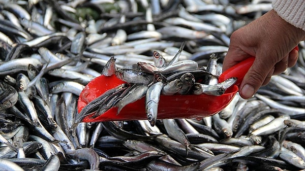 Kış aylarında denizlerin iyice soğuması ile birlikte balıklar hem çeşitleniyor hem de artan yağları nedeniyle lezzetli hale geliyor.