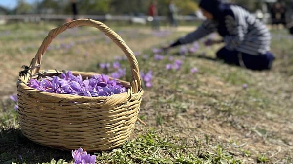 Peki safran neden bu kadar pahalı?