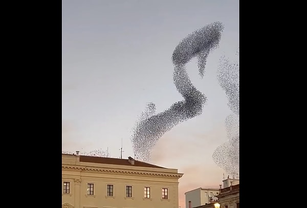 When do birds migrate?