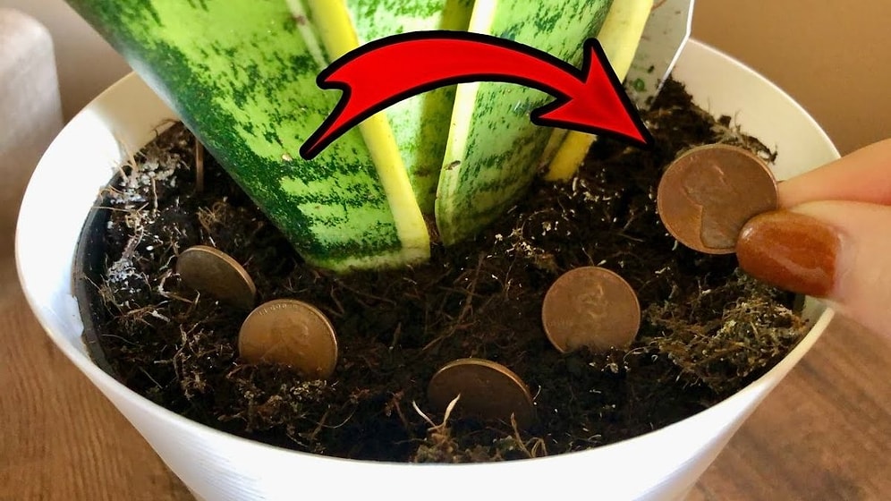 The Japanese Century-Old Trick! Put Some Change in a Pot and See the Difference