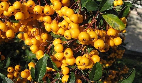 "Şifa deposu" alıcın hasadı başladı.