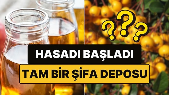 Şifa Deposu Meyvenin Hasadı Başladı: Sarp Arazilerde Yetişiyor, İnsanı Dinçleştiriyor!