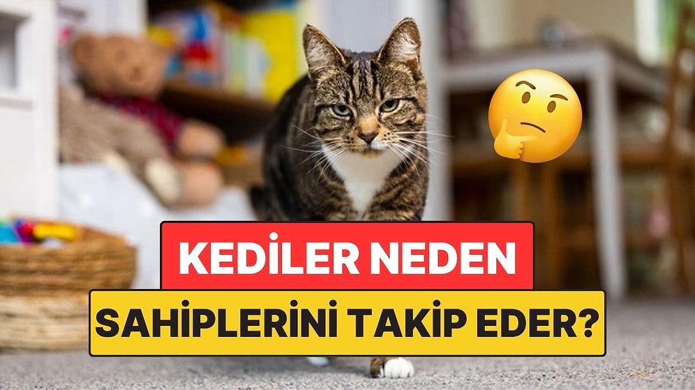 Kediler Sahiplerini Neden Her Yerde Takip Eder?