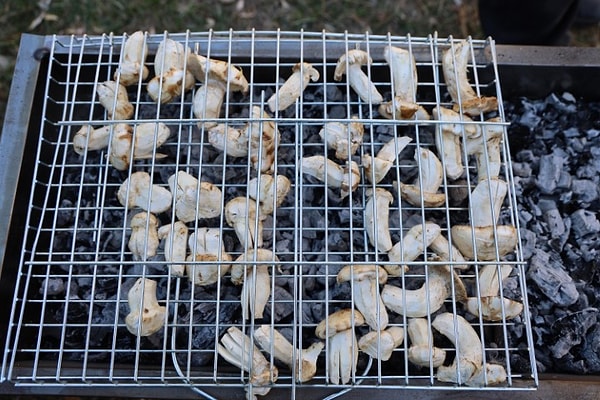 Sedir (katran) mantarı, Adana’nın Feke ilçesine bağlı Mansurlu ve Konakkıran bölgelerinde sedir ağaçlarının köklerinde doğal olarak yetişiyor.