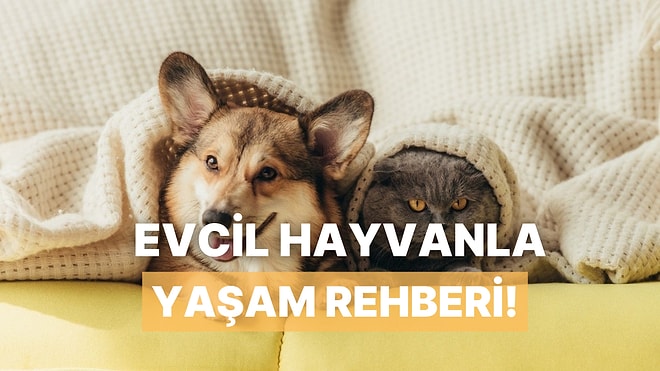 Evcil Hayvan Sahiplerinin Evinde Mutlaka Olması Gereken 10 Şey