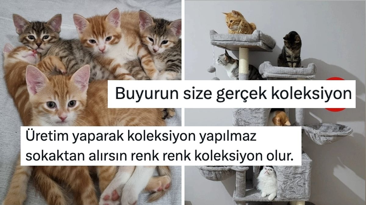 Biz Kedi Ülkesiyiz! Evdeki Kedi Koleksiyonlarını Göstererek Sıcacık Yapan Kullanıcılar