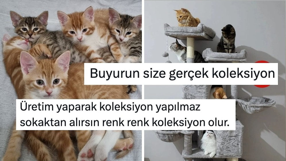 Biz Kedi Ülkesiyiz! Evdeki Kedi Koleksiyonlarını Göstererek Sıcacık Yapan Kullanıcılar