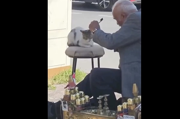 Not Istanbul, but "Catstanbul"