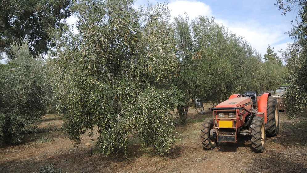 Uzmanlar Açıkladı: Kasım Ayında Dikilen ve 80 Yıla Kadar Meyve Veren 5 Ağaç