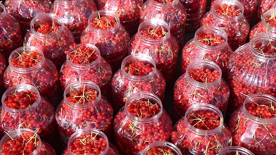 Yeni Kazanç Kapısı Belli Oldu: Sulama İstemeyen Bu Bitki Bir Yılda Servet Kazandırıyor