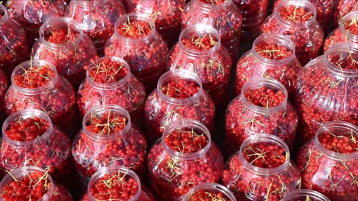 Yeni Kazanç Kapısı Belli Oldu: Sulama İstemeyen Bu Bitki Bir Yılda Servet Kazandırıyor