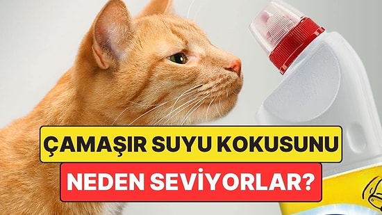 Kediler Çamaşır Suyu Kokusunu Neden Sever?