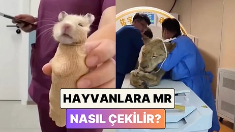 Her Biri İçin Farklı Bir Yöntem: Hayvanların MR Cihazına Girdikleri Anlar