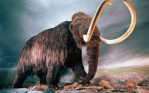 The world's oldest RNA was extracted from Yuka, a young woolly mammoth that was trapped in the icy expanses of Siberia for a full 40,000 years.