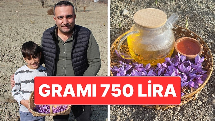 Çorum’da Safran Hasadı: Denemek Amacıyla Dünyanın En Pahalı Baharatını Ekerek Kazandı