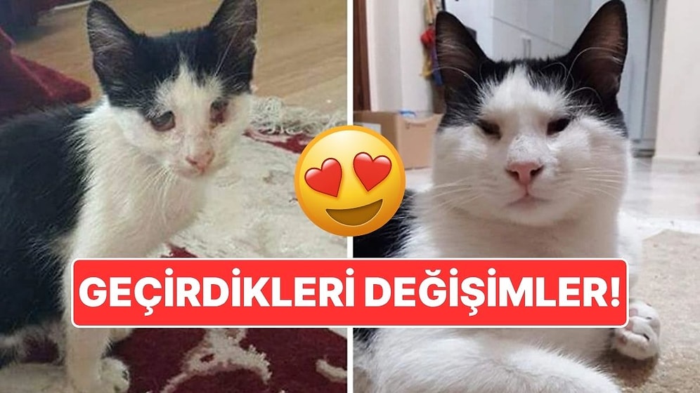 Sahiplendikleri Hayvanların Önceki ve Sonraki Hallerini Paylaşarak Kalp Isıtan Kullanıcılar