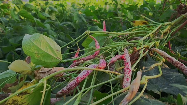 Erzurumluların "Beyaz Altın" dediği İspir fasulyesi, dünyada meşhur oldu.