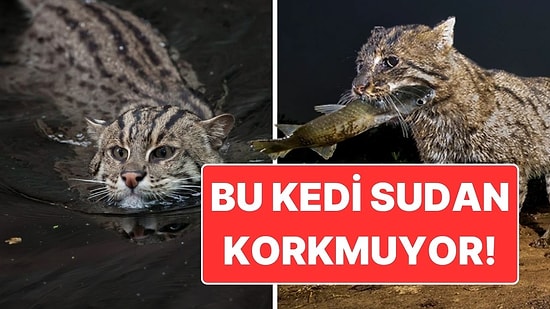 Yüzüyor, Avlanıyor, Yaşıyor! Sudan Korkmayan Balıkçı Kedi ile Tanışın