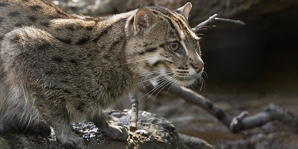 Fishing cats reside in the wetland regions of South and Southeast Asia, with their feeding habits tailored to these habitats.