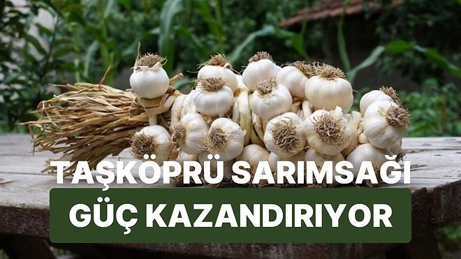 Bir Diş Taşköprü Sarımsağının Vücuduna Kazandıracağı 9 Süper Güç