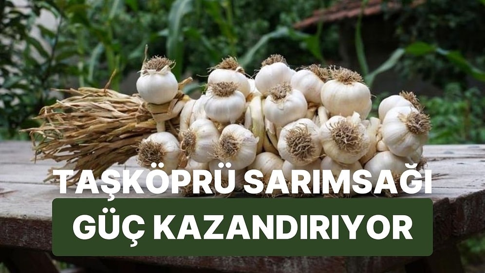 Bir Diş Taşköprü Sarımsağının Vücuduna Kazandıracağı 9 Süper Güç