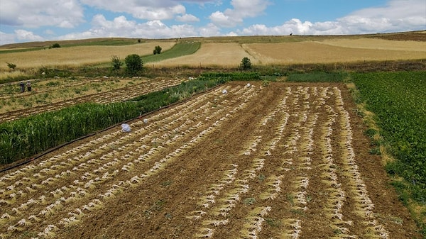 Taşköprü’nün bereketli toprağı onun kaderini baştan belirliyor.