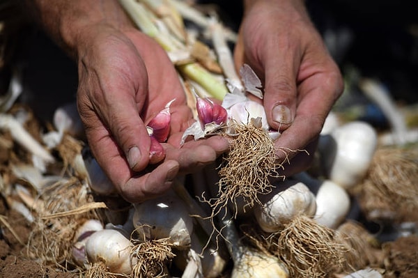 Nesilden nesile aktarılan güçlü genleri onu ayrıcalıklı kılıyor.