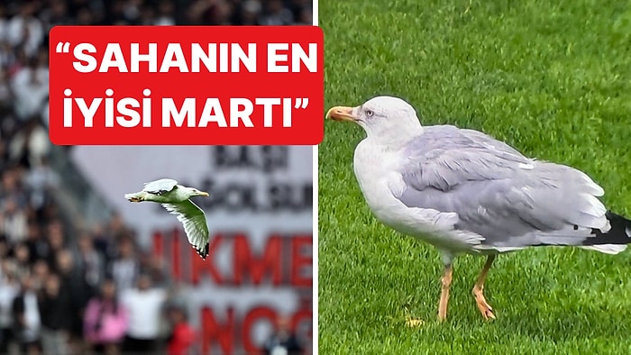 Beşiktaş - Samsunspor Maçında Takımla Atağa Çıkan Yaralı Martı Goygoycuların Diline Düştü