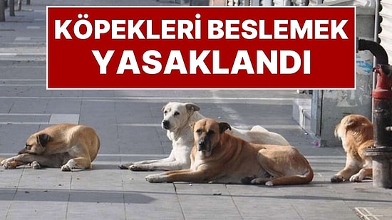 İstanbul Valiliği Karar Aldı: İstanbul'da Sokak Köpeklerini 'Kontrolsüz Beslemek' Yasaklandı