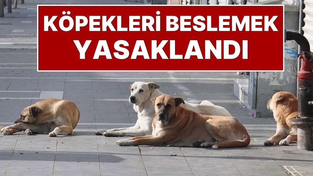 İstanbul Valiliği Karar Aldı: İstanbul'da Sokak Köpeklerini 'Kontrolsüz Beslemek' Yasaklandı