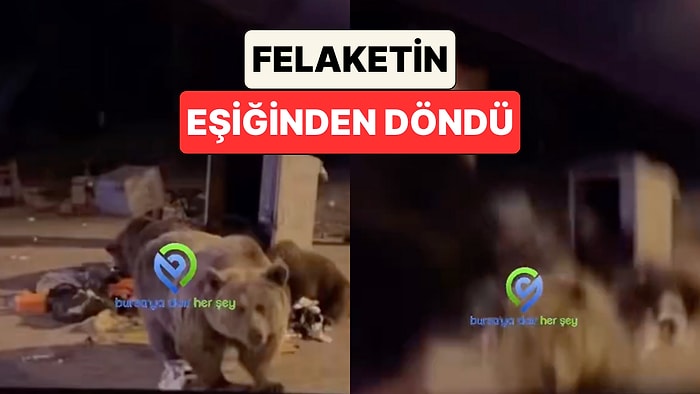 Bursa'da Bir Ayıyı Elleriyle Beslemek İsteyen Adam Felaketin Eşiğinden Döndü
