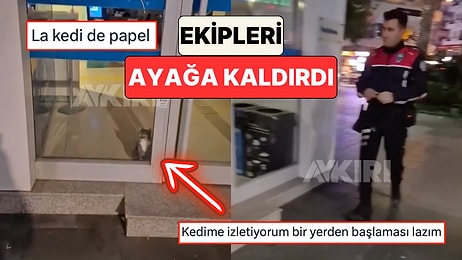Aydın'da Bir Bankanın Alarmlarının Çalması Üzerine Olay Yerine Giden Polis Kapıda Kedi ile Karşılaştı