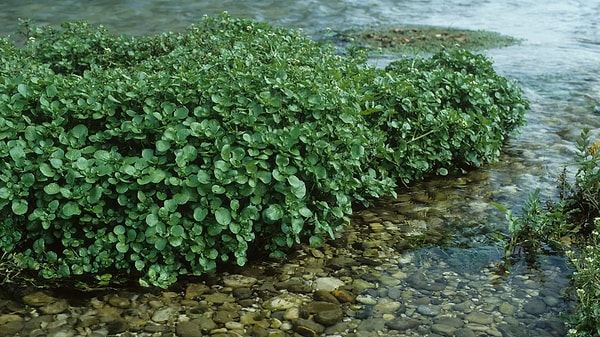 Ve zirvedeki sebze: Su teresi