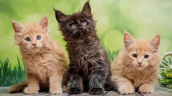 National Geographic'in aynı konuda yayımladığı haber de Science dergisindeki makaleyle örtüşüyor.