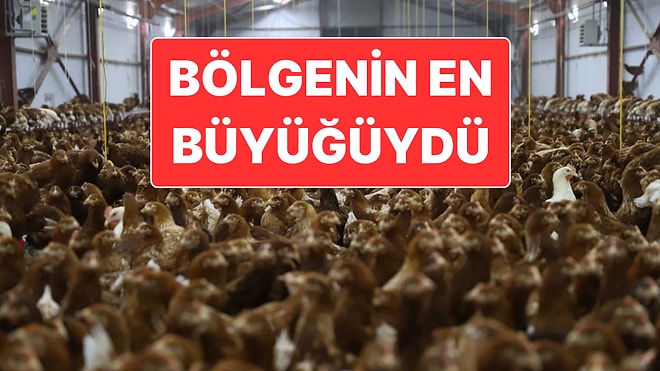 Çoğu Markete Ürün Tedarik Ediyordu: Tavukçuluk Sektörünün Bilinen Firmasından Konkordato Talebi