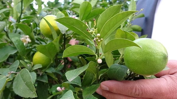 Hasat dönemi pazarlara hareket getirdi, mandalina kilosu 20-25 TL’den satılıyor.