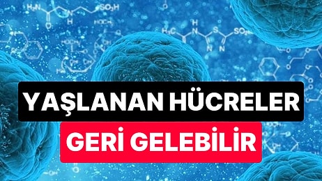 Bilimsel Araştırmalar Yaşlanan Hücrelerin Doğal Yolla Yeniden Gençleştirilebileceğini Ortaya Koydu