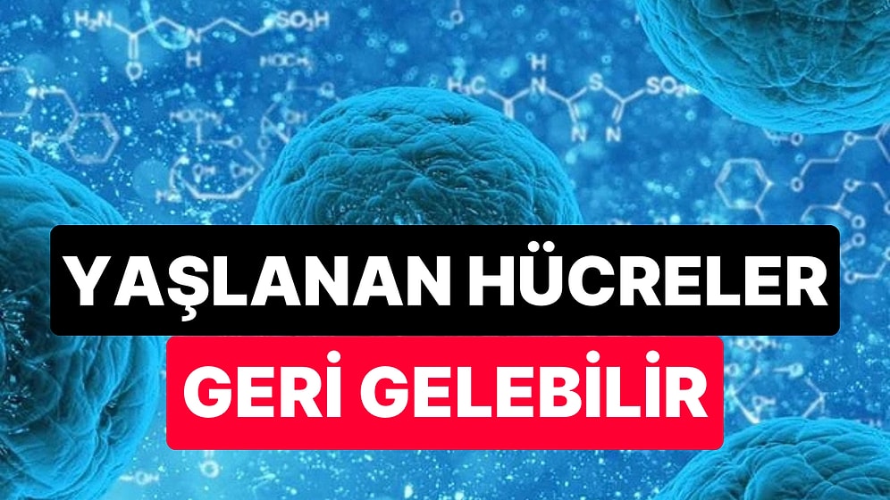 Bilimsel Araştırmalar Yaşlanan Hücrelerin Doğal Yolla Yeniden Gençleştirilebileceğini Ortaya Koydu