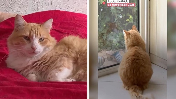 Fransa’daki hayvan koruma kuruluşları karara sert tepki gösterdi.