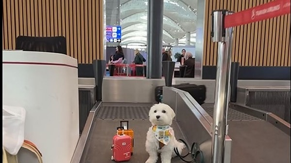 İstanbul Havalimanı, Tofu gibi minik dostların seyahatini kolaylaştırmak için özel imkanlar sunuyor.