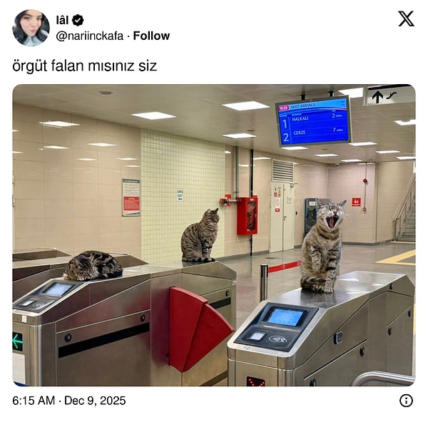 Biraz da kediler diyor...