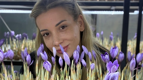 Mesleğini bıraktı, safran üretimine başladı.