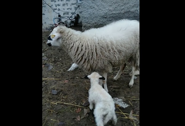 "Yemleme saatini görünce yavruyu unuttu."