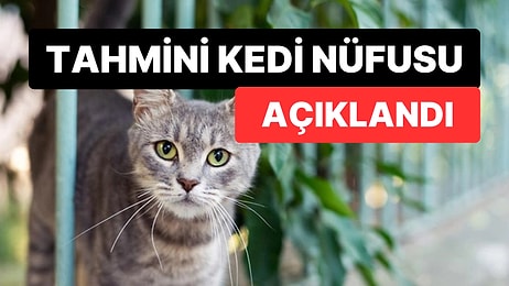 Dünyadaki Tahmini Kedi Sayısı Açıklandı: Sayıları Düşündüğümüzden Fazla!
